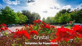  Presentation with roses - Slide set with park-with-beautiful-red-roses background and a tawny brown colored foreground