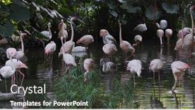  Presentation with flamingo - Presentation theme having park-with-flamingo background and a  colored foreground