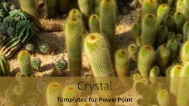  Presentation with golden yellow - Slide deck featuring parodia-leninghausii-is-a-species background and a gold colored foreground