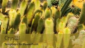  Presentation with golden yellow - PPT layouts enhanced with parodia-leninghausii-is-a-species background and a gold colored foreground