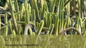  Presentation with golden yellow - Slides having parodia-leninghausii-is-a-species background and a gold colored foreground