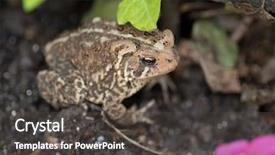  Presentation with eastern - Beautiful presentation theme featuring parotid gland - eastern american toad in garden backdrop and a dark gray colored foreground
