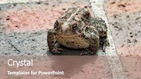  Presentation with philippine american war - Amazing PPT layouts having parotid gland - warty eastern american toad backdrop and a coral colored foreground