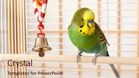  Presentation with parrot - Cool new theme with parrot - budgie backdrop and a lemonade colored foreground