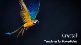  Presentation with parrot - Beautiful theme featuring parrot - colourful flying ara backdrop and a wine colored foreground