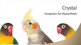  Presentation with five sided blue to white - PPT theme with parrot - five tropical birds isolated background and a cream colored foreground