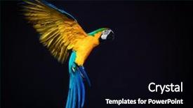  Presentation with parrot - PPT layouts featuring parrot - flying ara on a dark background and a black colored foreground