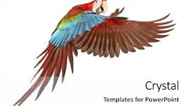  Presentation with white green - Beautiful PPT theme featuring parrot - green-winged macaw ara chloropterus 1 backdrop and a white colored foreground