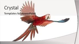  Presentation with wine green - Presentation theme featuring parrot - green-winged macaw ara chloropterus 1 background and a lemonade colored foreground