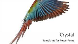  Presentation with parrot - Slide set consisting of cute happy baby girl in funny pink romper walking outdoor in spring garden happy childhood concept background and a tawny brown colored foreground