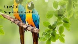  Presentation with focus - Slides enhanced with parrot - natural green background with selective background and a yellow colored foreground