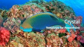  Presentation with parrot - Beautiful theme featuring parrot - parrotfish backdrop and a ocean colored foreground