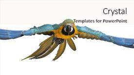  Presentation with parrot - Presentation theme enhanced with parrot - portrait of blue and yellow background and a lemonade colored foreground