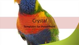  Presentation with rainbow - Colorful slides enhanced with parrot - rainbow lorikeet trichoglossus haematodus 3 backdrop and a red colored foreground