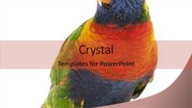  Presentation with rainbow - Audience pleasing slides consisting of parrot - rainbow lorikeet trichoglossus haematodus 3 backdrop and a red colored foreground