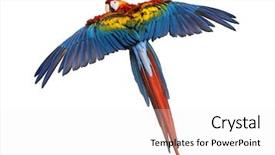  Presentation with flying - Theme consisting of parrot - scarlet macaw flying 4 years background and a white colored foreground