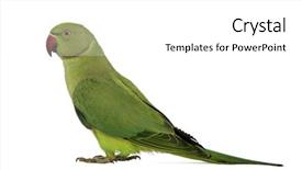  Presentation with parrot - Slides with parrot - side view of a rose-ringed background and a white colored foreground