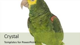  Presentation with parrot - Audience pleasing presentation design consisting of parrot - yellow-headed amazon amazona oratrix backdrop and a gold colored foreground