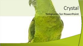  Presentation with parrot - Presentation design featuring parrot - yellow-naped amazon amazona auropalliata background and a yellow colored foreground