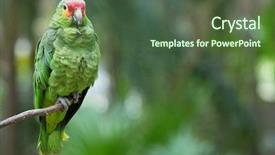  Presentation with parrot - PPT theme consisting of parrot bird sitting background and a tawny brown colored foreground