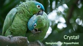  Presentation with parrot - Beautiful PPT theme featuring parrot bird sitting backdrop and a tawny brown colored foreground