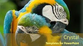  Presentation with parrot - PPT layouts consisting of jungle animal - parrot bird background and a tawny brown colored foreground