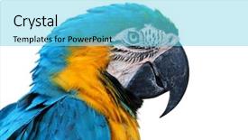  Presentation with blue yellow - Cool new PPT theme with parrot blue-and-yellow macaw backdrop and a arctic colored foreground