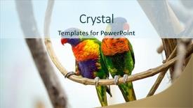  Presentation with parrot - Beautiful PPT layouts featuring parrot couple with red beak backdrop and a sky blue colored foreground