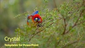  Presentation with parrot - Cool new theme with parrot crimson rosella backdrop and a tawny brown colored foreground