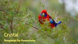  Presentation with parrot - Slide set featuring parrot crimson rosella background and a tawny brown colored foreground