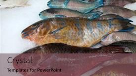  Presentation with fish people - Presentation design having parrot-fish-wild-parrot-fish background and a  colored foreground