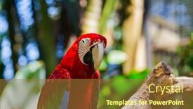  Presentation with parrot - Presentation theme featuring parrot-in-bali-island-indonesia background and a tawny brown colored foreground