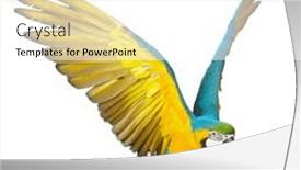  Presentation with parrot - Presentation design having parrot-isolated-on-white-background background and a white colored foreground
