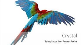  Presentation with parrot - Presentation design having parrot-isolated-on-white-background background and a white colored foreground