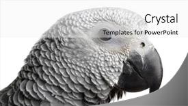  Presentation with parrot - Presentation theme consisting of parrot-isolated-on-white background and a white colored foreground