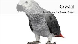  Presentation with parrot - Beautiful presentation theme featuring parrot isolated on white backdrop and a white colored foreground