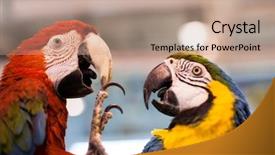  Presentation with white pigeon against the blue - PPT theme with parrot macaw against a white background and a coral colored foreground