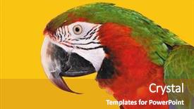  Presentation with red blue yellow - Presentation theme featuring parrot-red-blue-macaw-isolated background and a crimson colored foreground