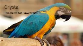  Presentation with parrot - 