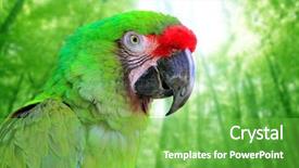  Presentation with military green - Audience pleasing slides consisting of parrot south and central america backdrop and a seafoam green colored foreground