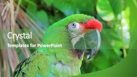  Presentation with military green - Amazing slide deck having parrot south and central america backdrop and a  colored foreground