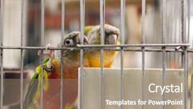  Presentation with parrot - Slides consisting of parrot want to escape shot at bird street in hong kong asia background and a coral colored foreground