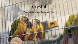  Presentation with parrot - Colorful slide set enhanced with parrot want to escape shot at bird street in hong kong asia backdrop and a mint green colored foreground