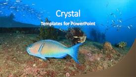  Presentation with divers - Slides with parrotfish and scuba divers background and a teal colored foreground
