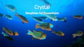  Presentation with underwater - Amazing slides having parrotfish fish in sea backdrop and a teal colored foreground