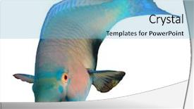  Presentation with blank whiteboard isolated on white - Slide deck consisting of parrotfish fish isolated on white background and a light blue colored foreground