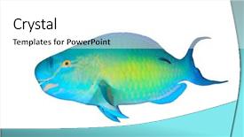  Presentation with fish - PPT theme with parrotfish fish isolated on white background and a white colored foreground
