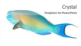  Presentation with fish - Amazing presentation theme having parrotfish fish isolated on white backdrop and a white colored foreground