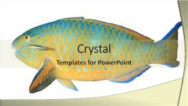  Presentation with background - Amazing presentation theme having parrotfish isolated on white background backdrop and a yellow colored foreground