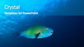  Presentation with underwater - Colorful slide deck enhanced with parrotfish backdrop and a light gray colored foreground
